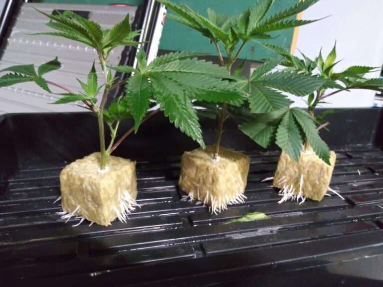 découvrez notre guide complet du bouturage de cannabis pour réussir facilement vos plantations et optimiser la croissance de vos plantes.