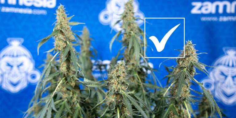 découvrez comment prévenir la carence en calcium chez le cannabis grâce à des conseils adaptés pour garantir une croissance saine et optimiser vos récoltes.