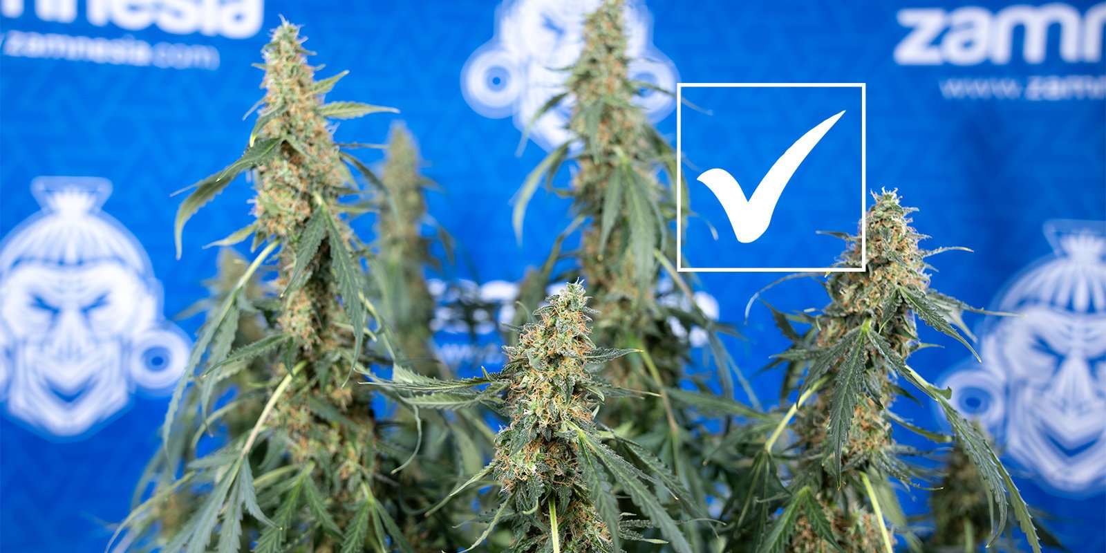 découvrez comment prévenir la carence en calcium chez le cannabis grâce à des conseils adaptés pour garantir une croissance saine et optimiser vos récoltes.