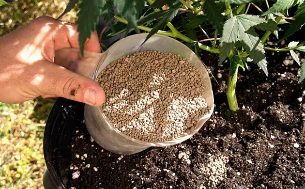 découvrez les impacts de la carence en magnésium sur la culture du cannabis et apprenez à reconnaître et corriger ce déséquilibre nutritionnel pour optimiser la santé de vos plantes.