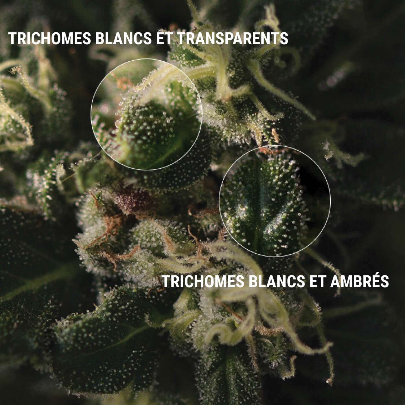 découvrez comment choisir un microscope x60 idéal pour observer les trichomes avec précision et facilité, afin d'analyser la qualité de vos plantes.