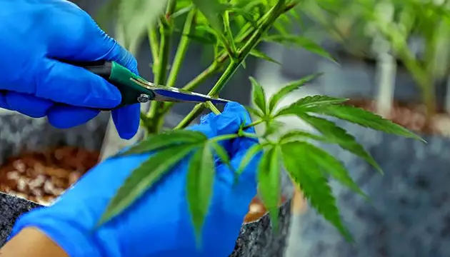 découvrez les techniques de défoliation en floraison du cannabis pour optimiser la croissance et améliorer la qualité de vos récoltes.