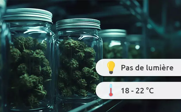 découvrez combien de temps dure le curing du cannabis pour optimiser la saveur, la puissance et la conservation de vos fleurs.