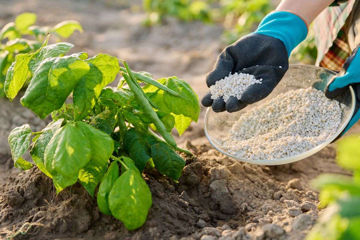 découvrez comment éviter les problèmes liés à l'excès d'engrais grâce au rinçage efficace de vos plantes pour un jardin sain et équilibré.