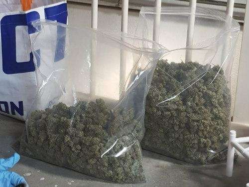 découvrez le taux d'humidité idéal pour le séchage du cannabis afin d'optimiser sa qualité, sa saveur et sa conservation.