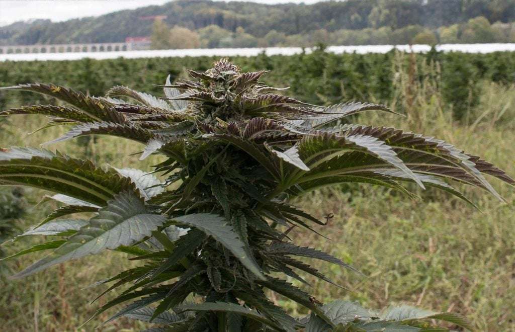 découvrez comment lutter efficacement contre l'oïdium sur le cannabis grâce à des méthodes naturelles et des traitements adaptés pour préserver la santé de vos plants.
