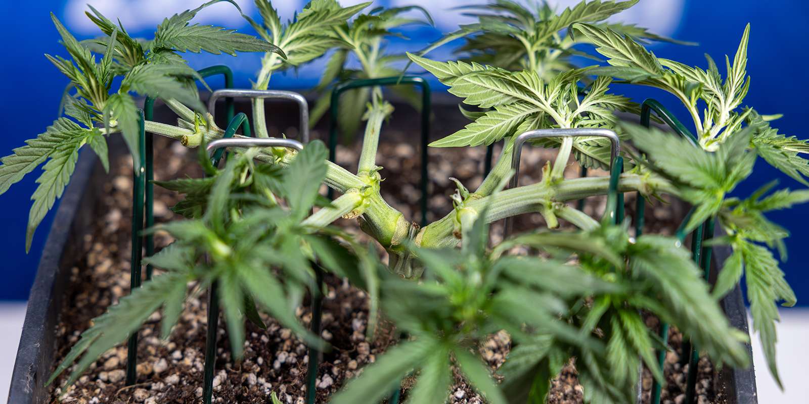 découvrez comment le main lining cannabis permet d'optimiser la croissance de vos plants pour un rendement maximal et une meilleure qualité de récolte.