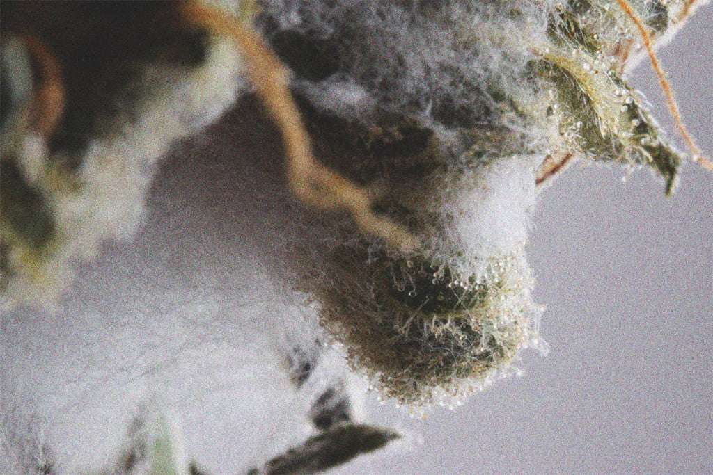 découvrez comment identifier et traiter la moisissure botrytis sur le cannabis pour protéger vos plants et assurer une récolte de qualité.