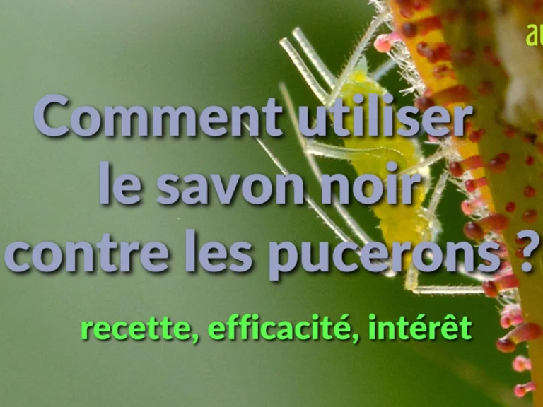 découvrez comment le savon noir peut être utilisé efficacement contre les pucerons sur vos plants de cannabis pour un traitement naturel et écologique.