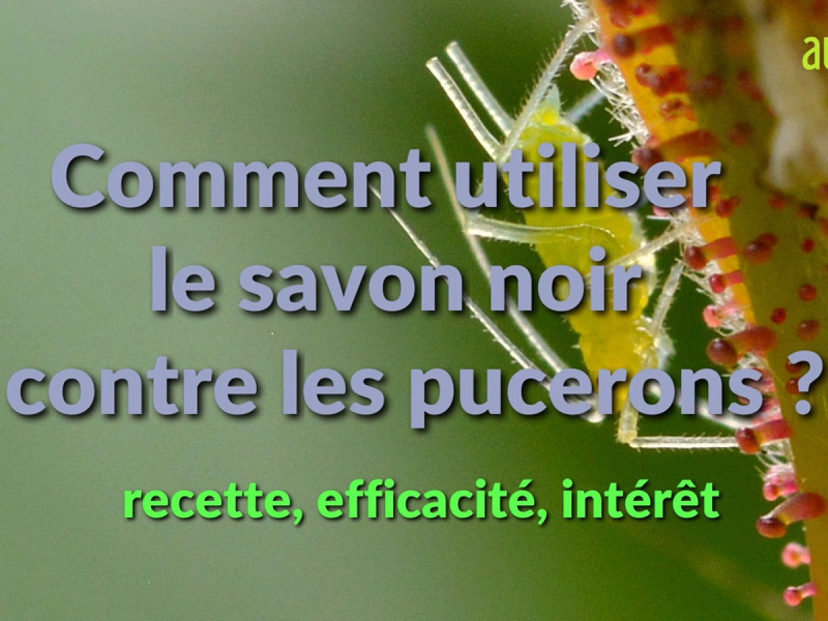 découvrez comment le savon noir peut être utilisé efficacement contre les pucerons sur vos plants de cannabis pour un traitement naturel et écologique.