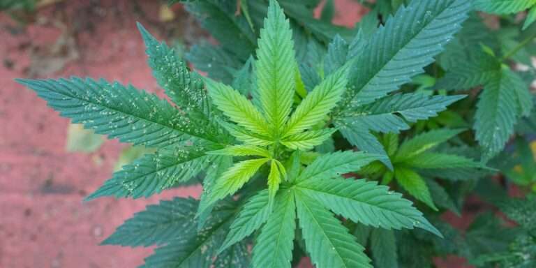 découvrez la taille idéale pour vos lollipops de cannabis afin d'optimiser saveur et efficacité. conseils et astuces pour une culture réussie.