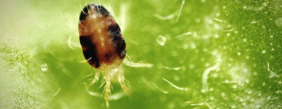 découvrez les solutions de traitement bio efficaces contre l'araignée rouge dans la culture du cannabis en 2026 pour protéger vos plantes naturellement.