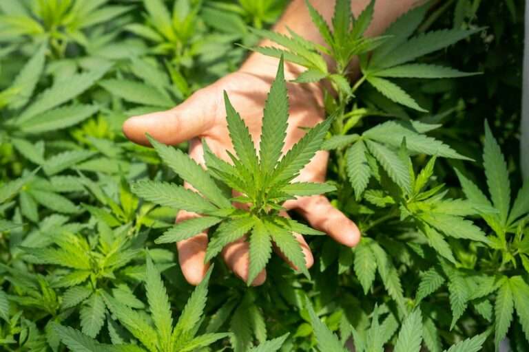 cbd-green