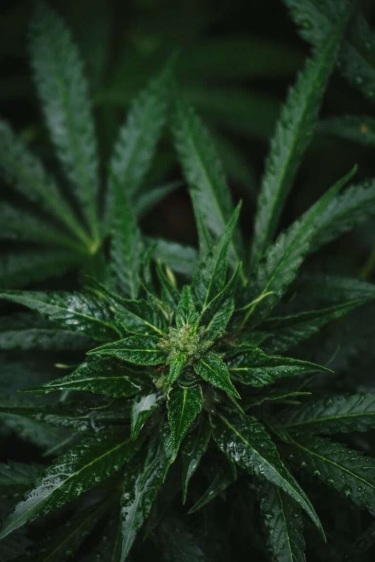 A detailed view of fresh cannabis plant leaves with dew droplets showcasing nature's purity and organic growth.