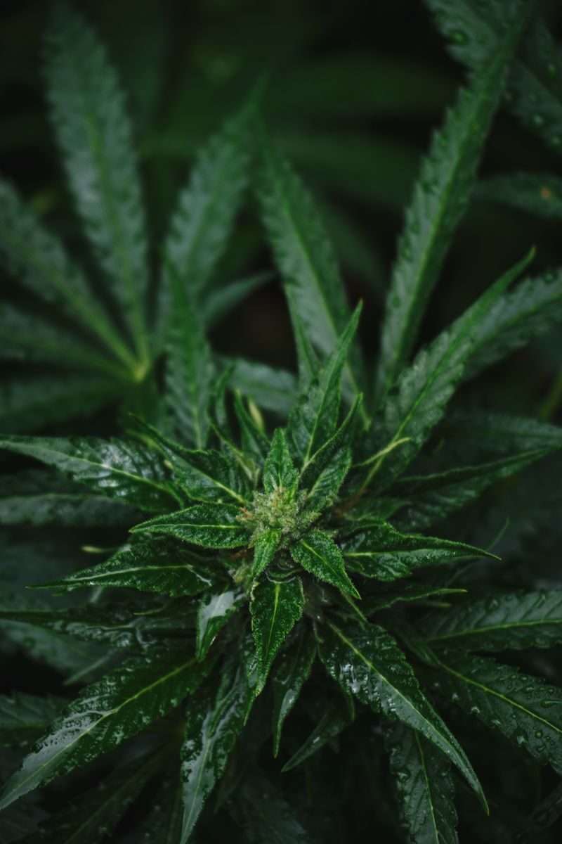 A detailed view of fresh cannabis plant leaves with dew droplets showcasing nature's purity and organic growth.