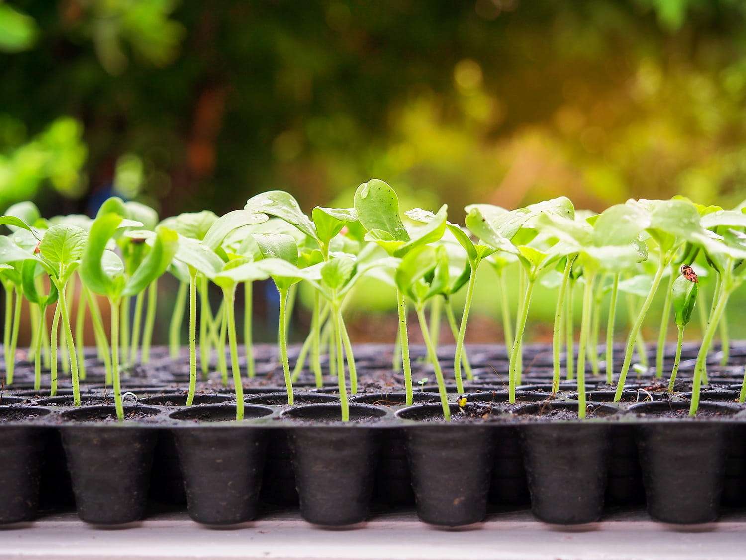 découvrez les bienfaits des graines de cbd, un allié naturel pour votre bien-être grâce à leurs propriétés apaisantes et nutritives.